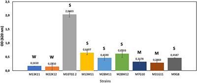 Antibacterial and antibiofilm effects of essential oil components, EDTA and HLE disinfectant solution on Enterococcus, Pseudomonas and Staphylococcus sp. multiresistant strains isolated along the meat production chain